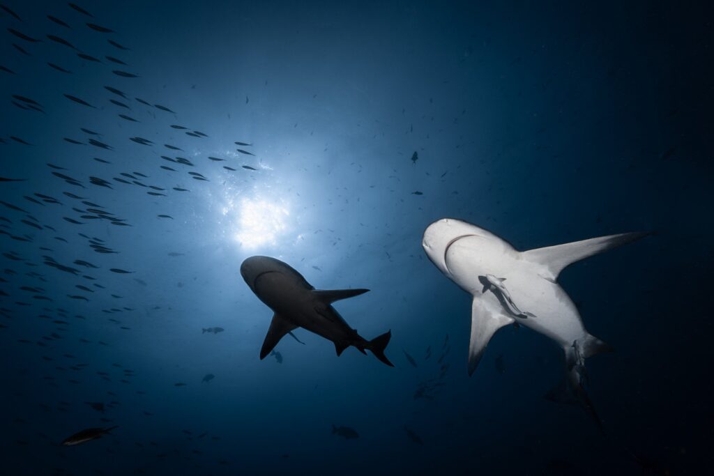 Nourrir les requins pour les sauver ?