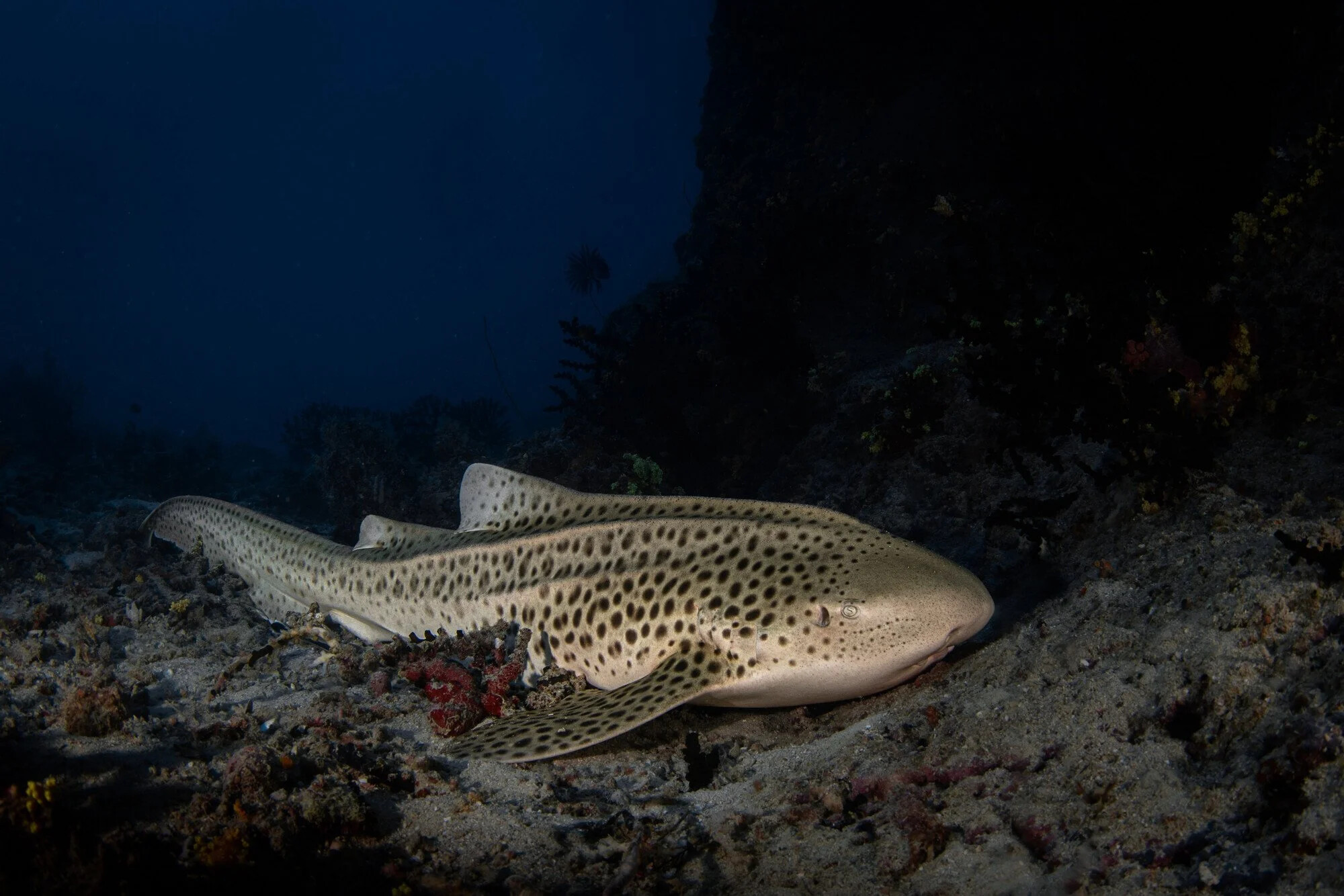 Fiji, Drawaqa island, 2022-08-30. Zebra shark, also called leopard shark, on sea floor near Drawaqua island in Fiji. Pho