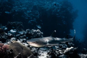 Fiji, Kuata island, 2022-09-04. White tip reef shark near suea floor during a snorkelling session with tourists in Fiji.