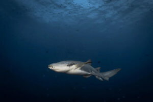 Fiji, Pacific harbour, 2022-08-20. Tawny nurse shark in the blue during a shark feeding session in the shark corridor. P