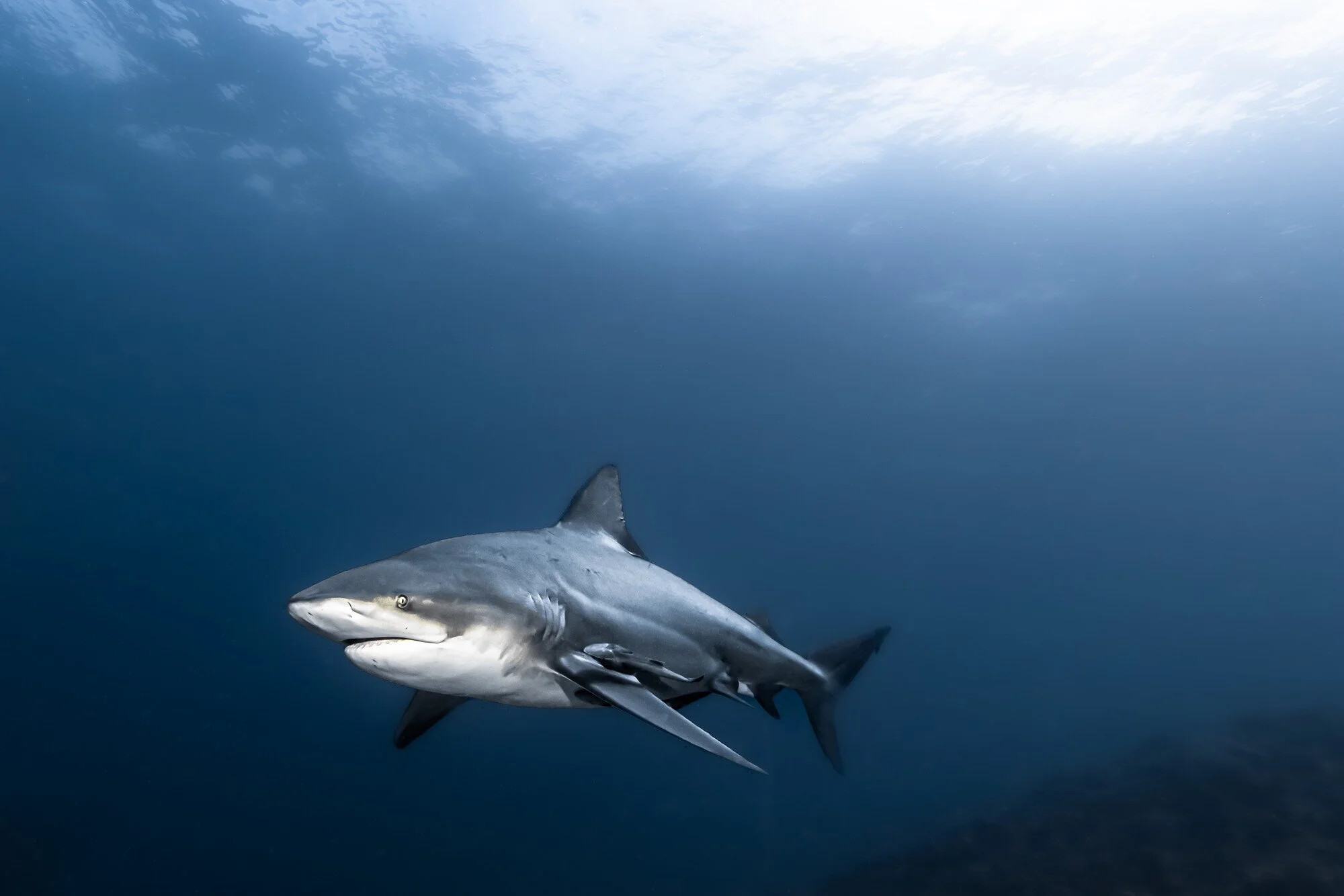 Fiji, Kuata island, 2022-09-03. Bull shark swimming in the blue waiting for food during a shark feeding session in Fiji.