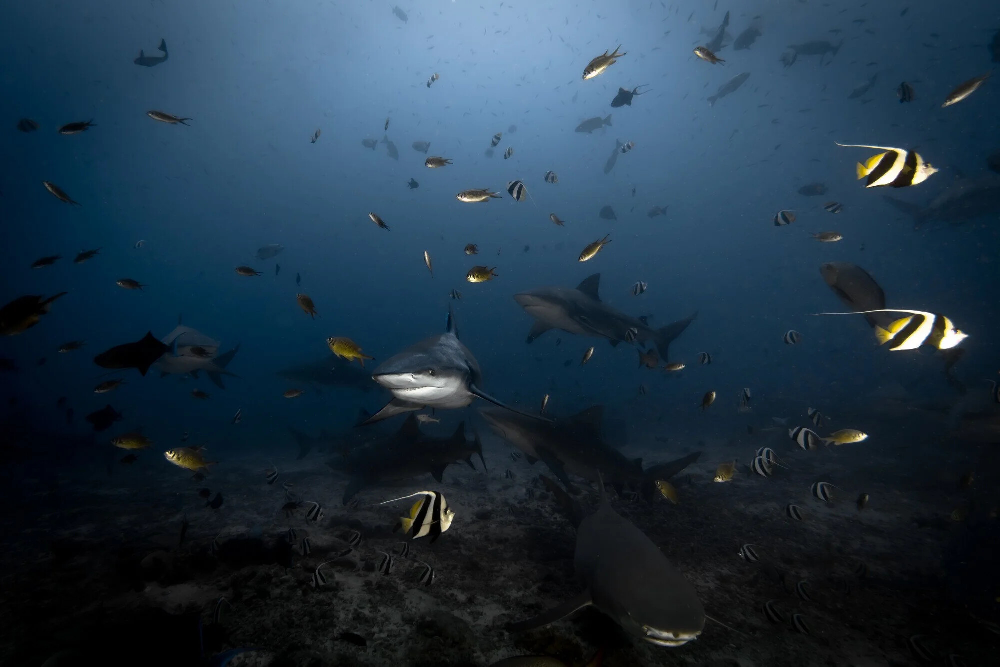 Fiji, Beqa lagoon, 2022-08-23. Bull sharks waiting for food near sea floor during a shark feeding session in the shark c