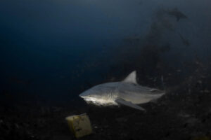 Fiji, Pacific harbour, 2022-08-20. Bull shark swimming away with a big piece of food in mouth during a shark feeding ses