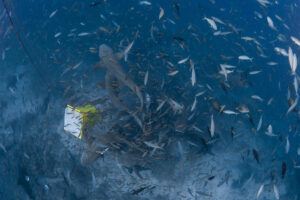 Fiji, Pacific harbour, 2022-08-20. Scuba divers feeding sharks with a container full of fish vaste during a shark feedin