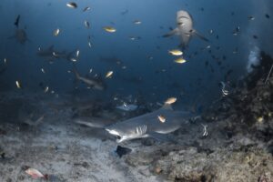 Fiji, Beqa lagoon, 2022-08-23. Hand feeding of a bull shark in front of scuba diver tourists during a shark feeding sess