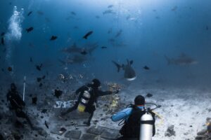 Fiji, Beqa lagoon, 2022-08-22. Hand feeding of a bull shark in front of scuba diver tourists during a shark feeding sess