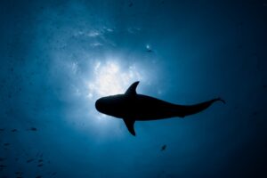 Fiji, Beqa lagoon, 2022-08-23. Tiger shark shadow just below surface during a shark feeding session in the shark corrido