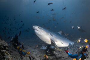 Fiji, Beqa lagoon, 2022-08-22. Hand feeding of a tiger shark in front of scuba diver tourists during a shark feeding ses