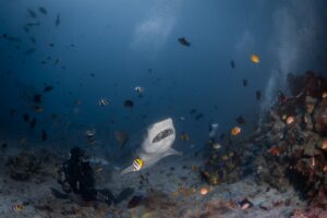 Fiji, Beqa lagoon, 2022-08-23. Hand feeding of a tiger shark in front of scuba diver tourists during a shark feeding ses