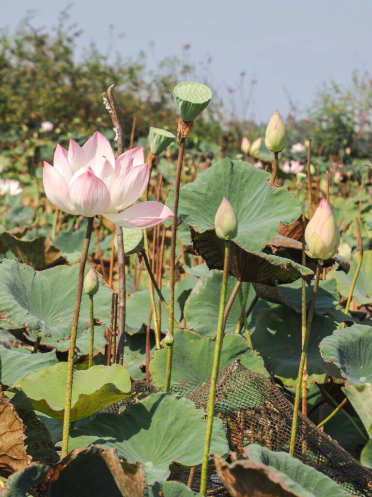 Deux femmes au cœur du lotus