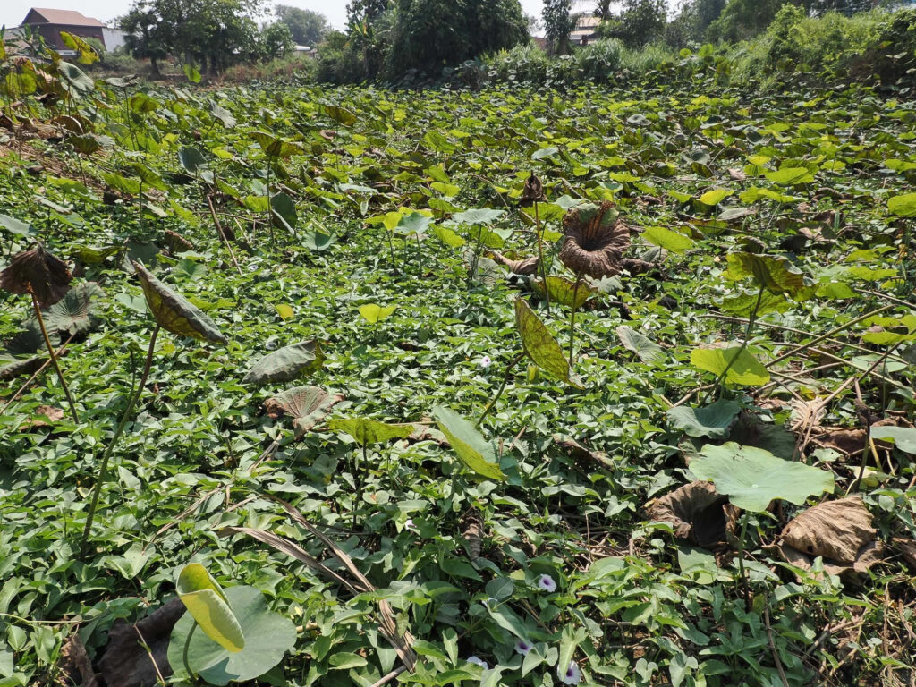 Deux femmes au cœur du lotus
