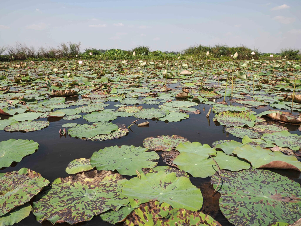 Deux femmes au cœur du lotus