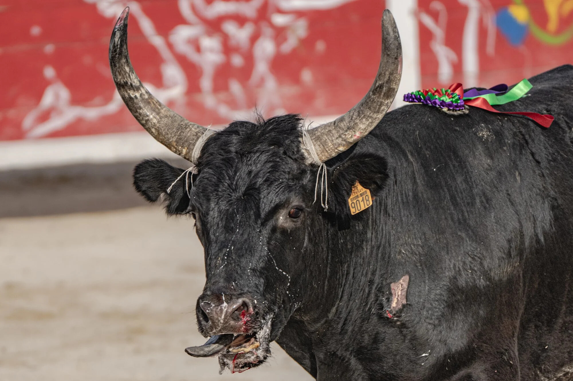 France, Port-Saint-Louis du rhone, 2026-05-17. At the end of a course camarguaise, a bull racing tradition from southern