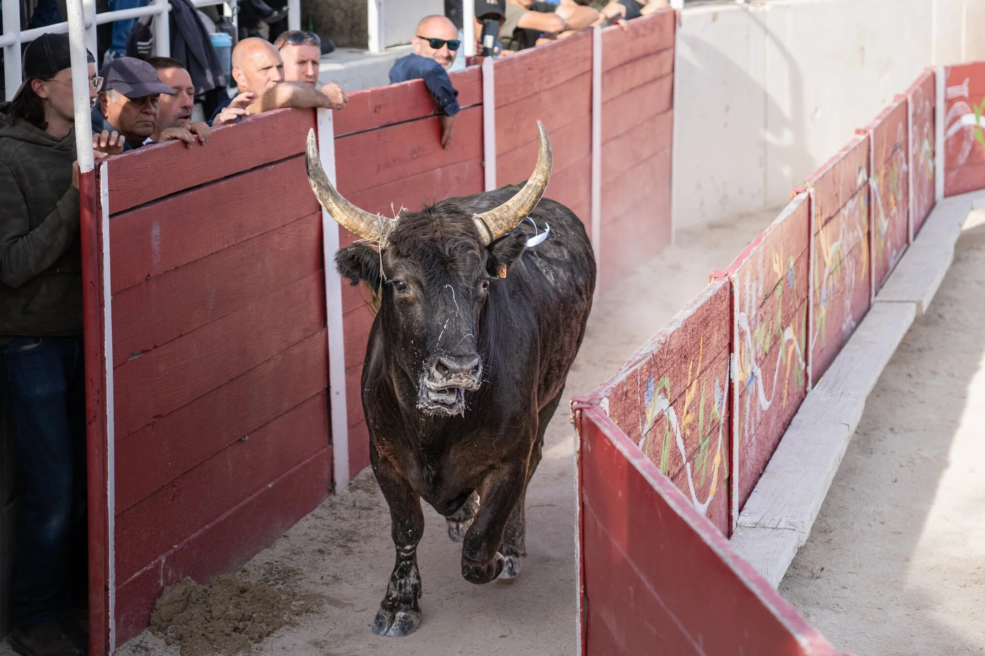France, Port-Saint-Louis du rhone, 2026-05-17. During a traditional Camargue bull race, a bull jumped above the barreer 