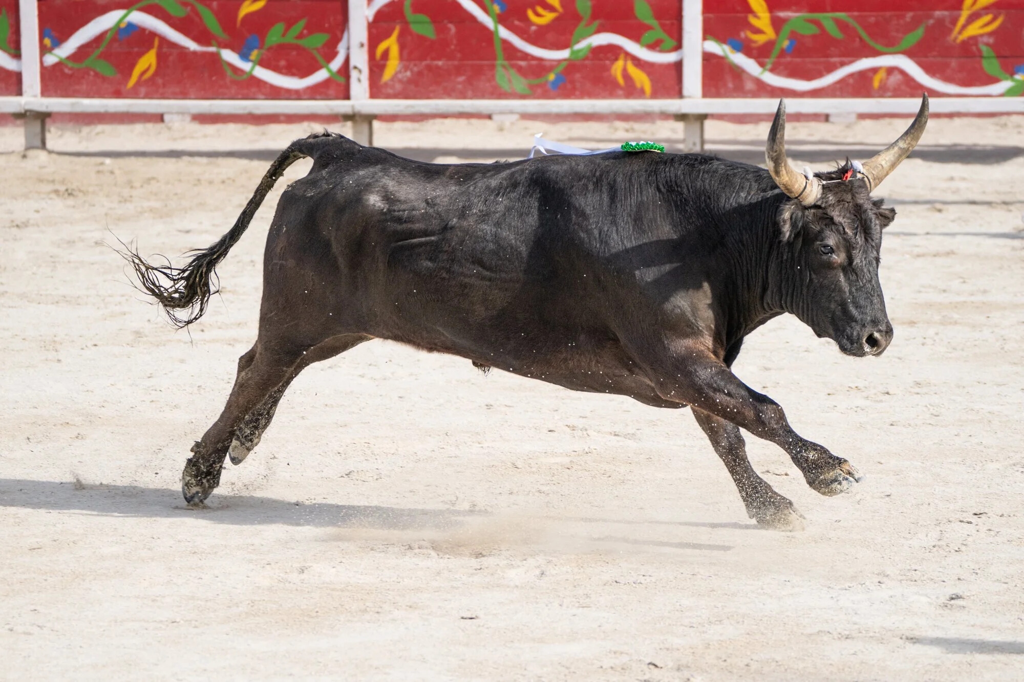 France, Port-Saint-Louis du rhone, 2026-05-17. During a course camarguaise, a traditional bull race from southern France