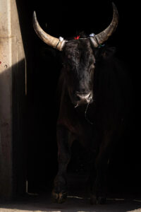 France, Port-Saint-Louis du rhone, 2026-05-17. A bull is emerging from the obscurity of the toril and enters the arena w