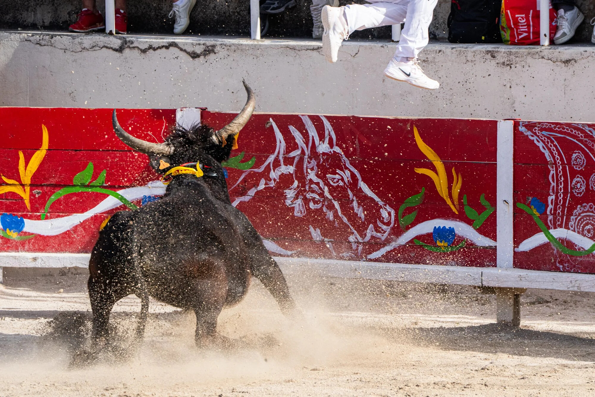 France, Port-Saint-Louis du rhone, 2026-05-17. A bull stopps his charge just before the barreer delimiting the arena whe