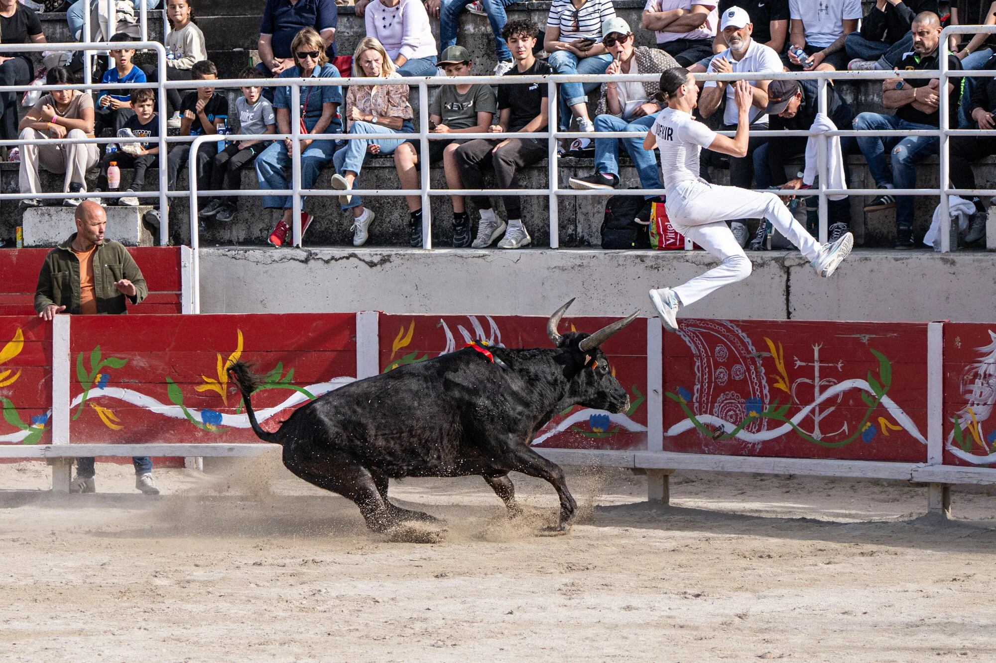 France, Port-Saint-Louis du rhone, 2026-05-17. A bull is charging a raseteur, a participant in the traditional Camargue 