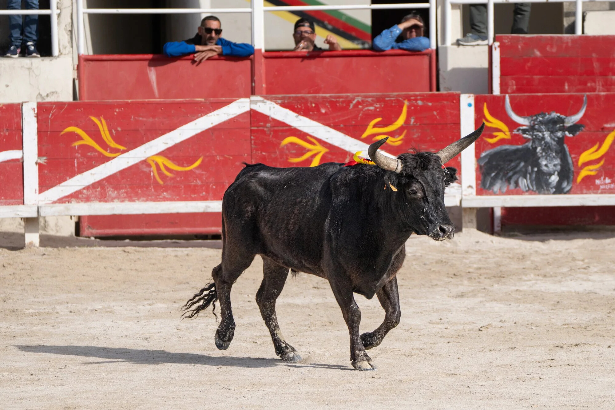 France, Port-Saint-Louis du rhone, 2026-05-17. During a course camarguaise, a traditional bull race from southern France