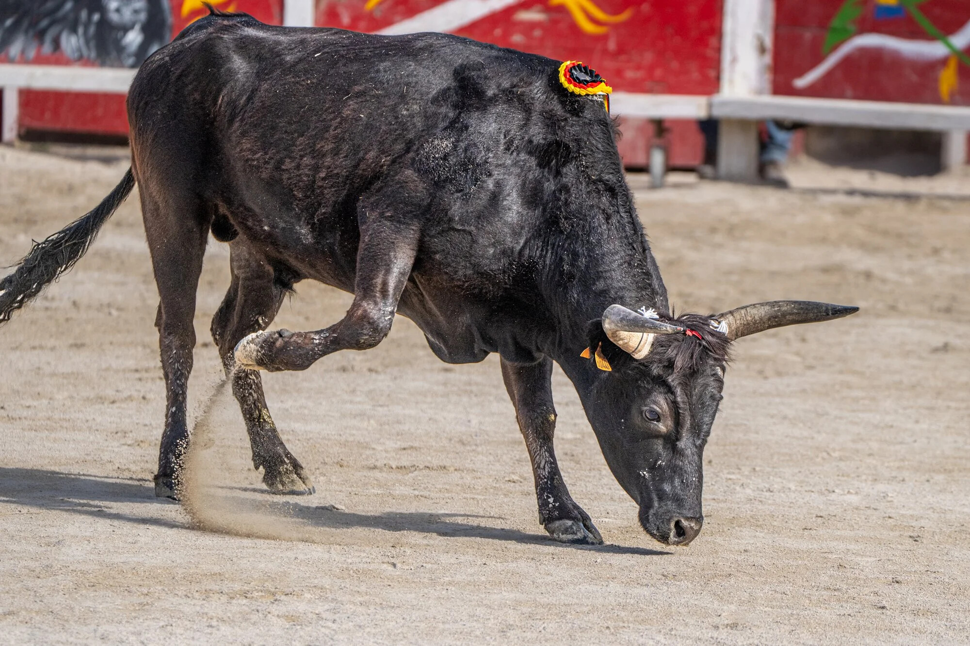 France, Port-Saint-Louis du rhone, 2026-05-17. During a course camarguaise, a traditional bull race from southern France