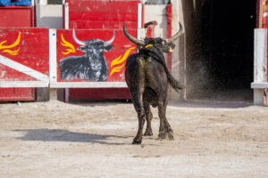 France, Port-Saint-Louis du rhone, 2026-05-17. After 15 minutes of Camarguaise bull racing in the arena, the bull is fin