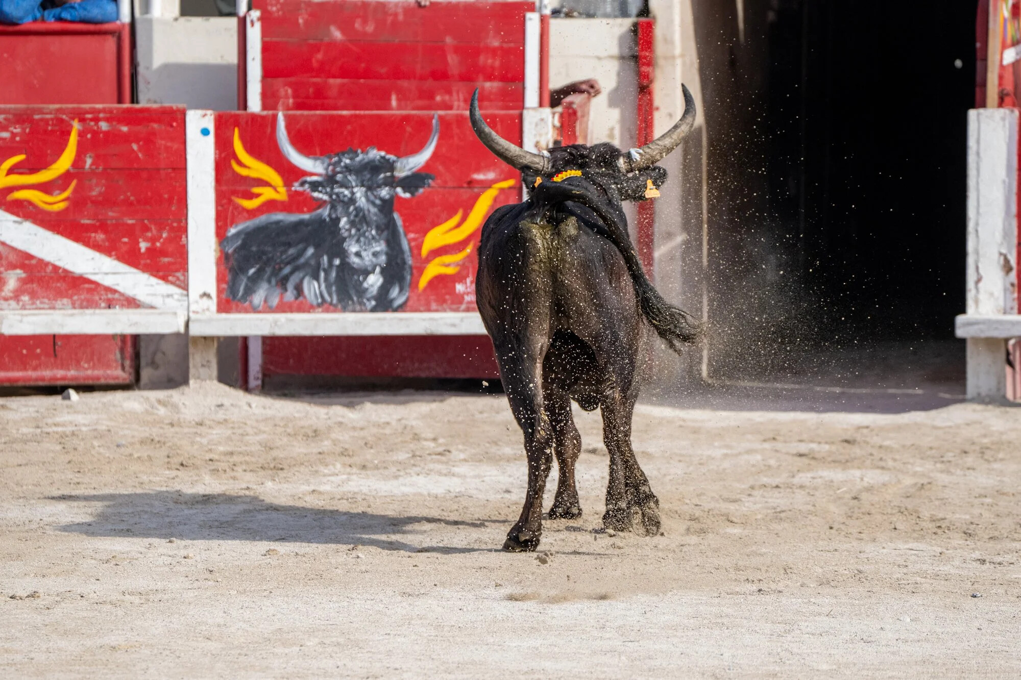 France, Port-Saint-Louis du rhone, 2026-05-17. After 15 minutes of Camarguaise bull racing in the arena, the bull is fin