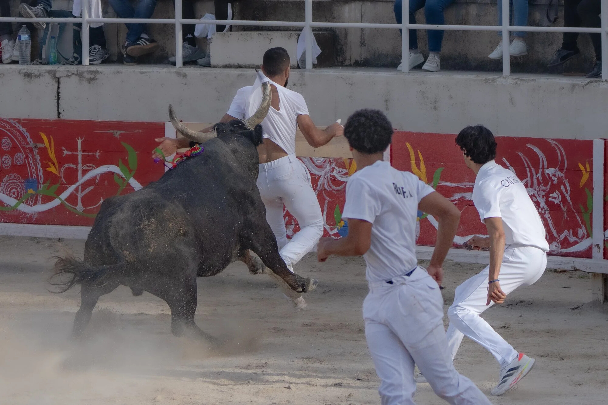France, Port-Saint-Louis du rhone, 2026-05-17. In an arena during a camarguese race, a bull is charging a raseteur and s