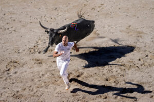 France, Port-Saint-Louis du rhone, 2026-05-17. A bull is charging a raseteur, a participant in the traditional Camargue 