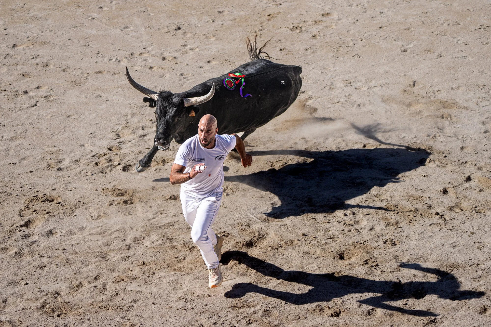 France, Port-Saint-Louis du rhone, 2026-05-17. A bull is charging a raseteur, a participant in the traditional Camargue 
