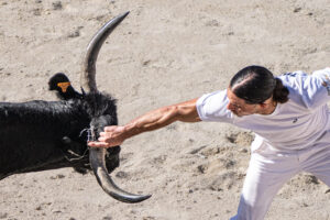 France, Port-Saint-Louis du rhone, 2026-05-17. A raseteur, a participant in the traditional Camargue bull race, attempts
