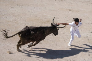 France, Port-Saint-Louis du rhone, 2026-05-17. A raseteur, a participant in the traditional Camargue bull race, attempts