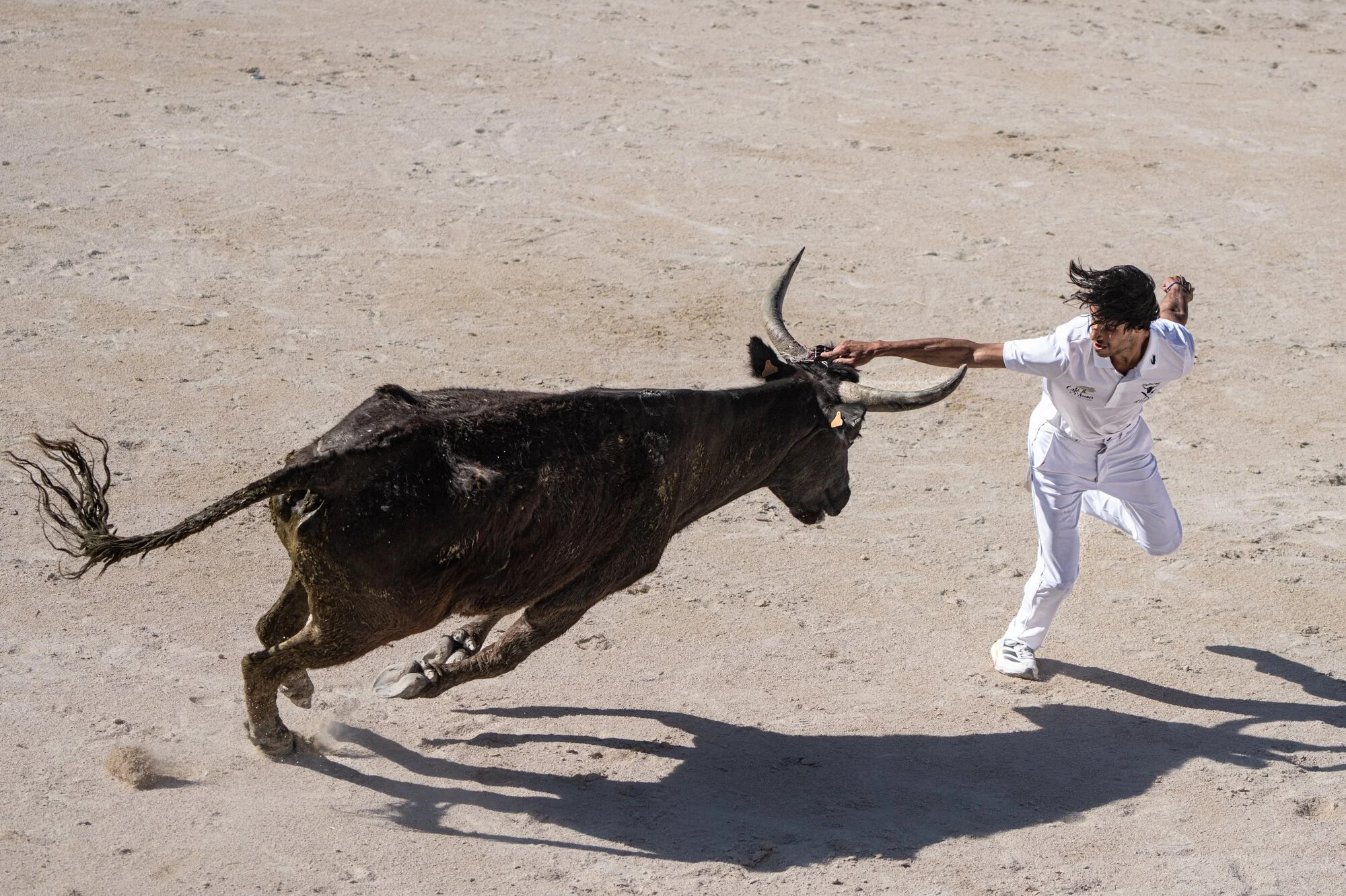 France, Port-Saint-Louis du rhone, 2026-05-17. A raseteur, a participant in the traditional Camargue bull race, attempts