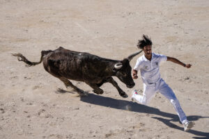France, Port-Saint-Louis du rhone, 2026-05-17. A bull is charging a raseteur, a participant in the traditional Camargue 