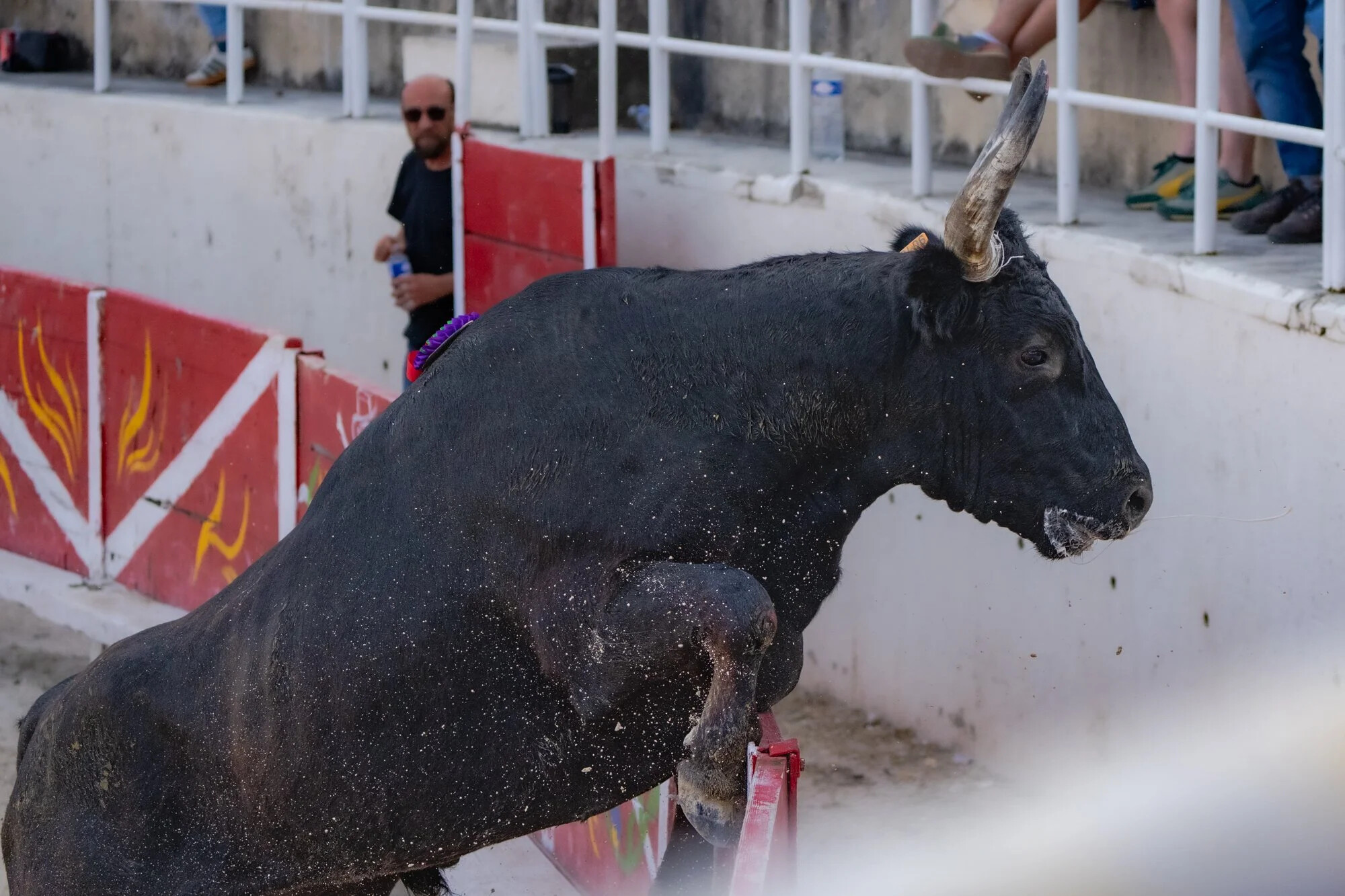 France, Port-Saint-Louis du rhone, 2026-05-17. During a camarguese race, a bull is jumping over the arena limit during a