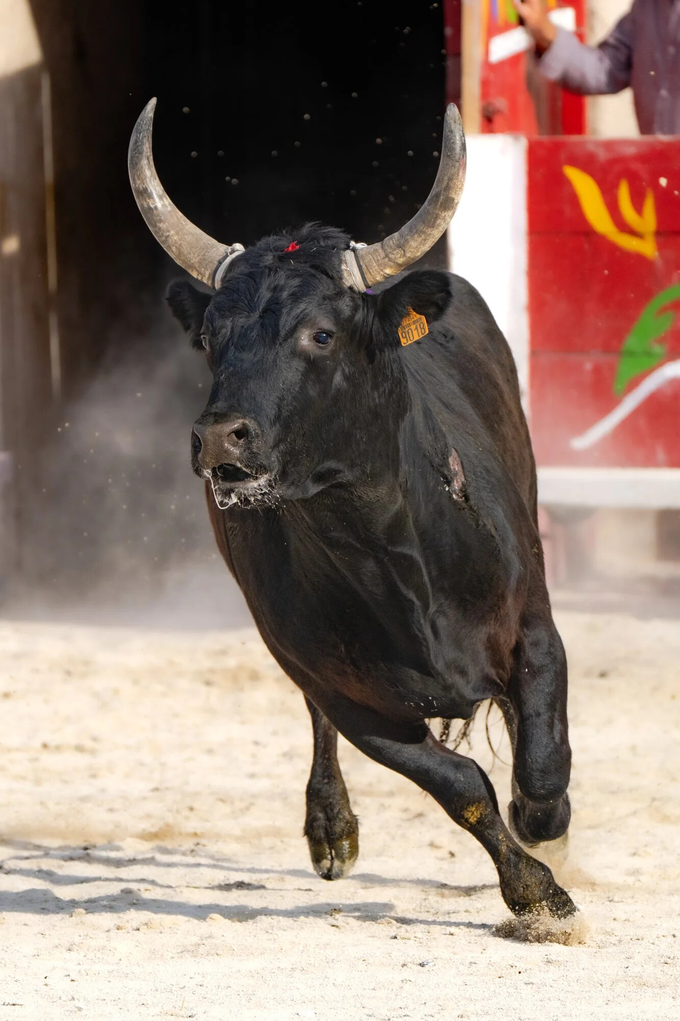 France, Port-Saint-Louis du rhone, 2026-05-17. During a course camarguaise, a traditional bull race from southern France