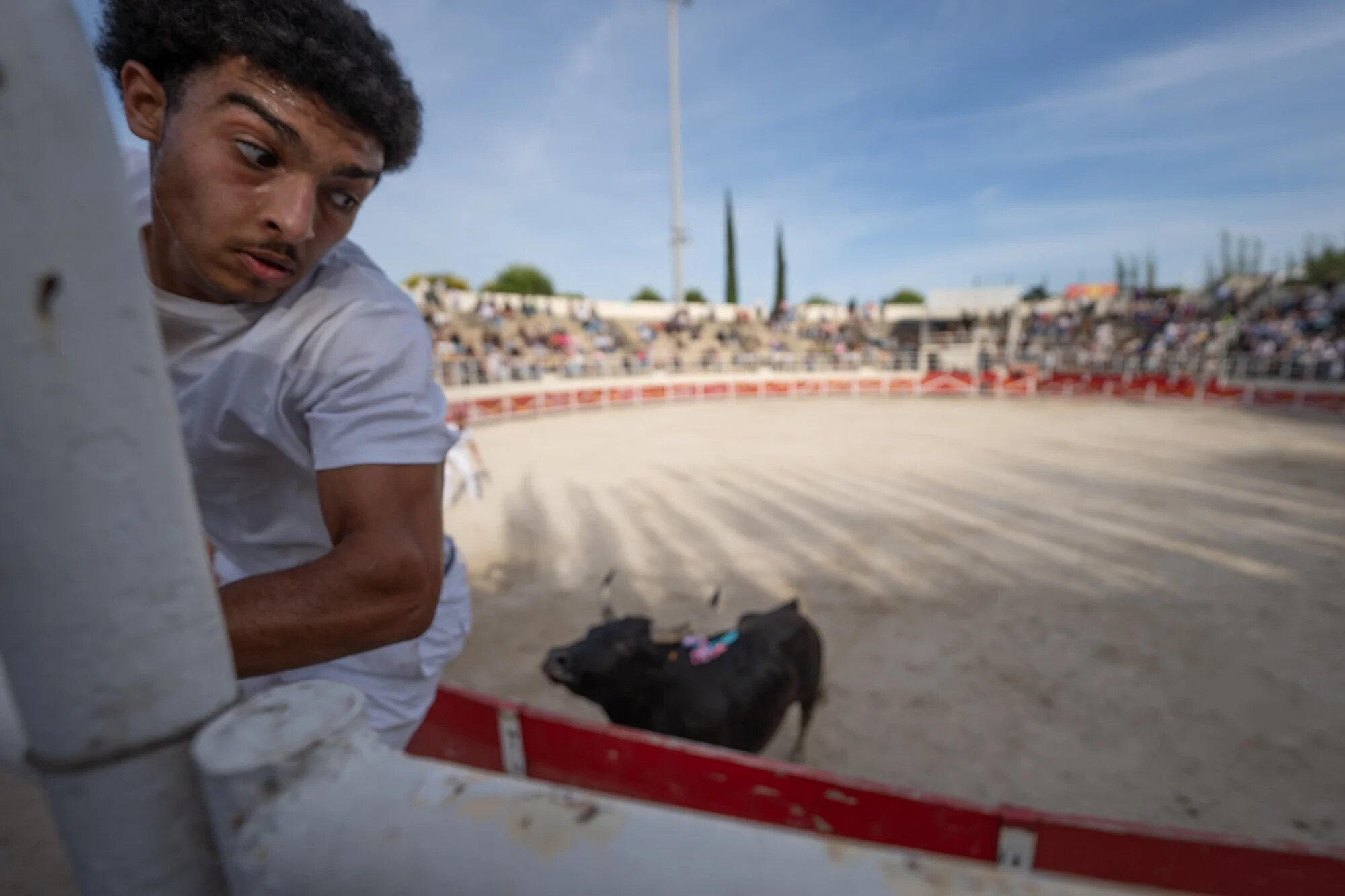France, Port-Saint-Louis du rhone, 2026-05-17. During a course camarguaise, a traditional bull race from southern France
