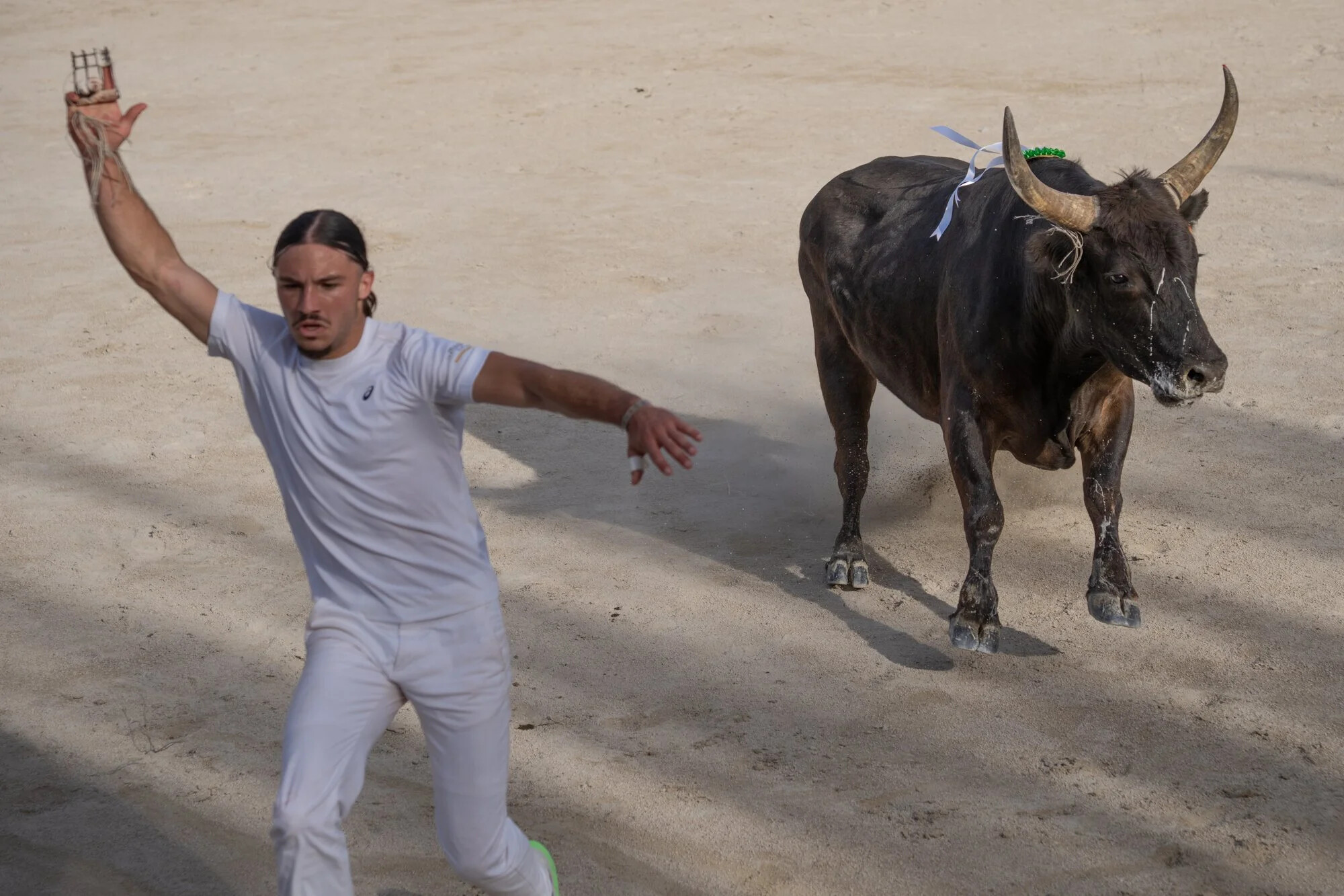 France, Port-Saint-Louis du rhone, 2026-05-17. During a course camarguaise, a traditional bull race from southern France