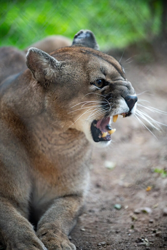 La gardienne des pumas