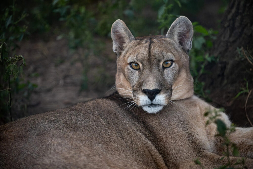 La gardienne des pumas