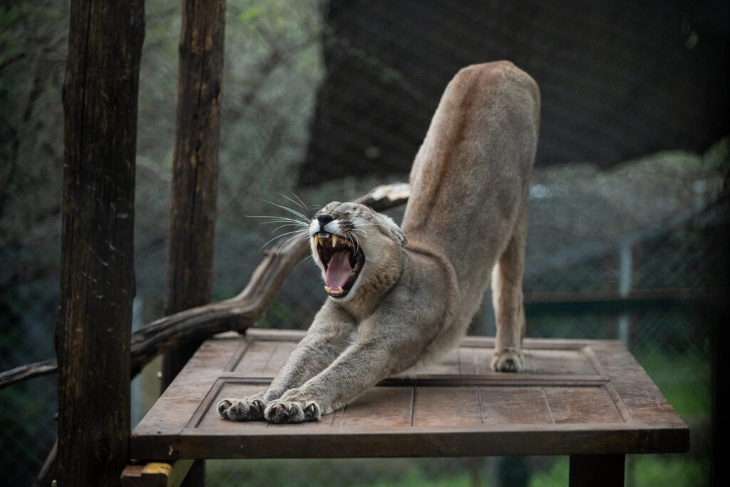 La gardienne des pumas