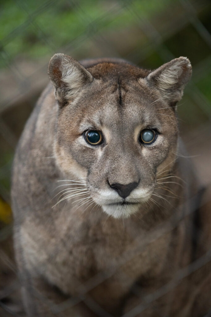 La gardienne des pumas