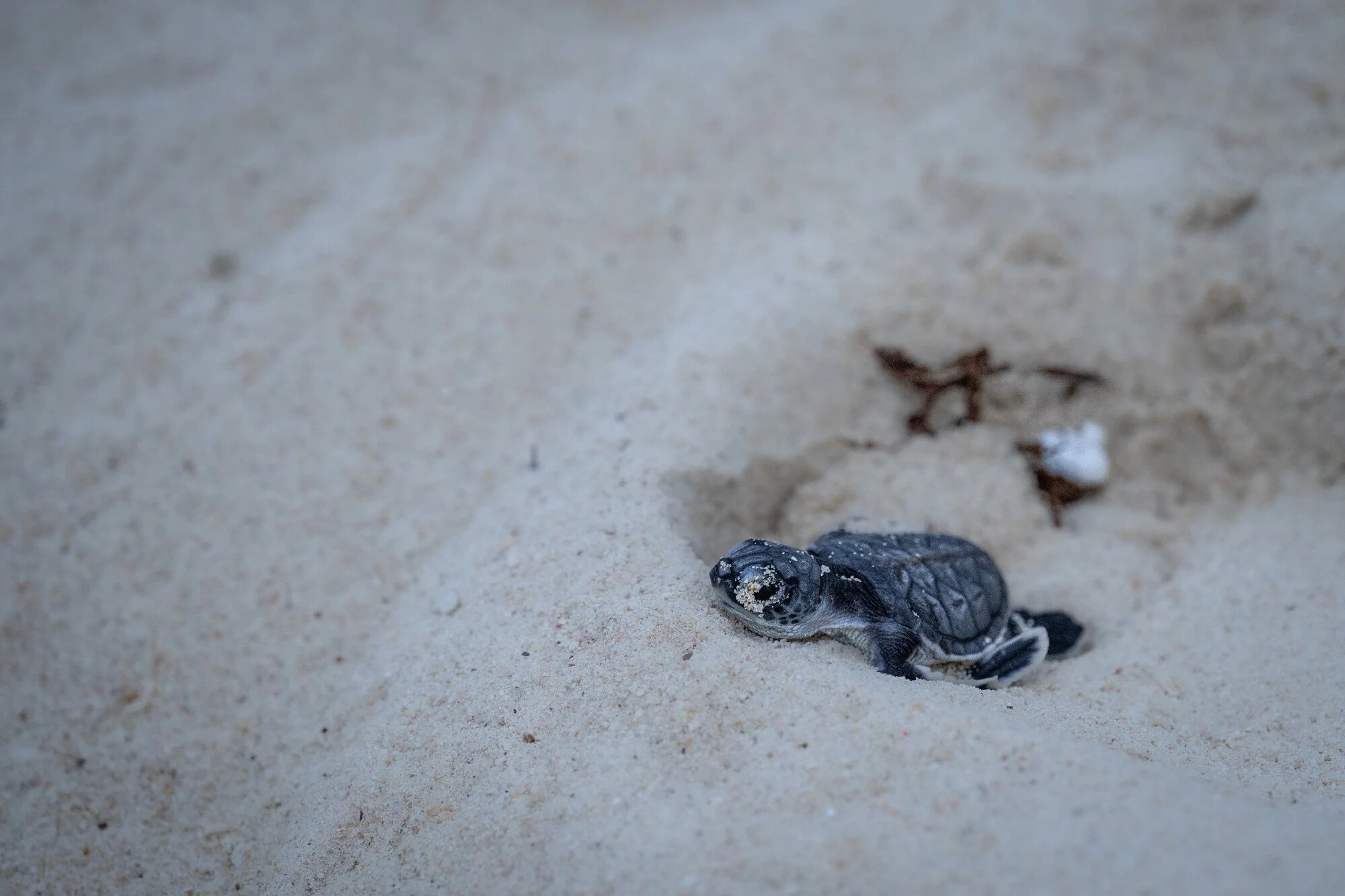 Malaysia, Selingan island, 2025-06-06. Green turtle baby just hatched on a beach of Selingan island and attempting to re