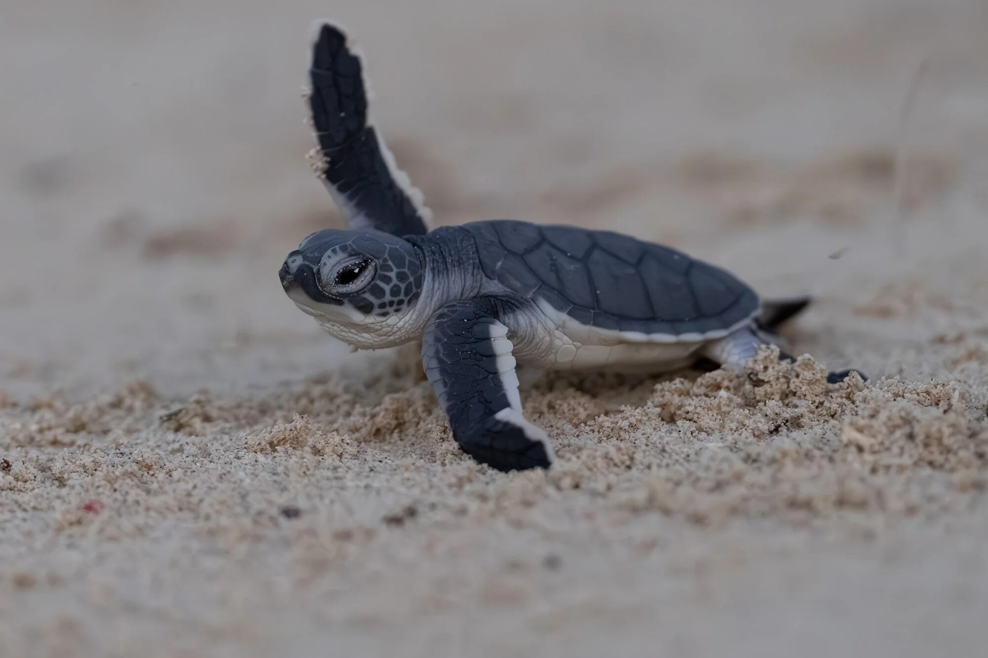 Malaysia, Mabul island, 2024-05-08. A newly hatched green sea turtle rushes toward the ocean on Mabul Island. Hatching g
