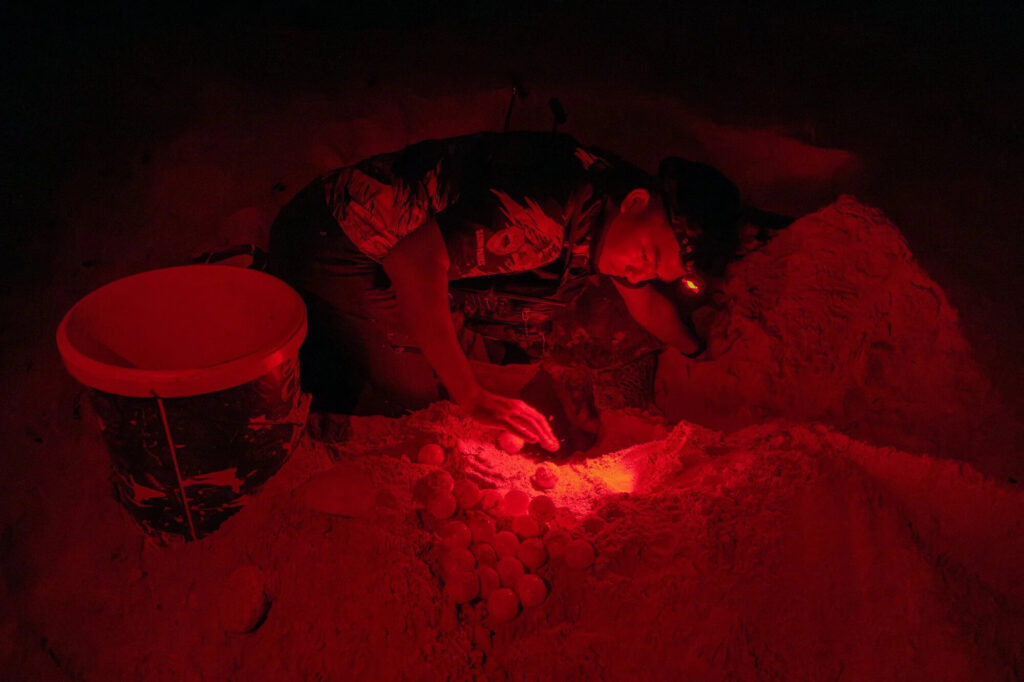 Le grand voyage des tortues vertes