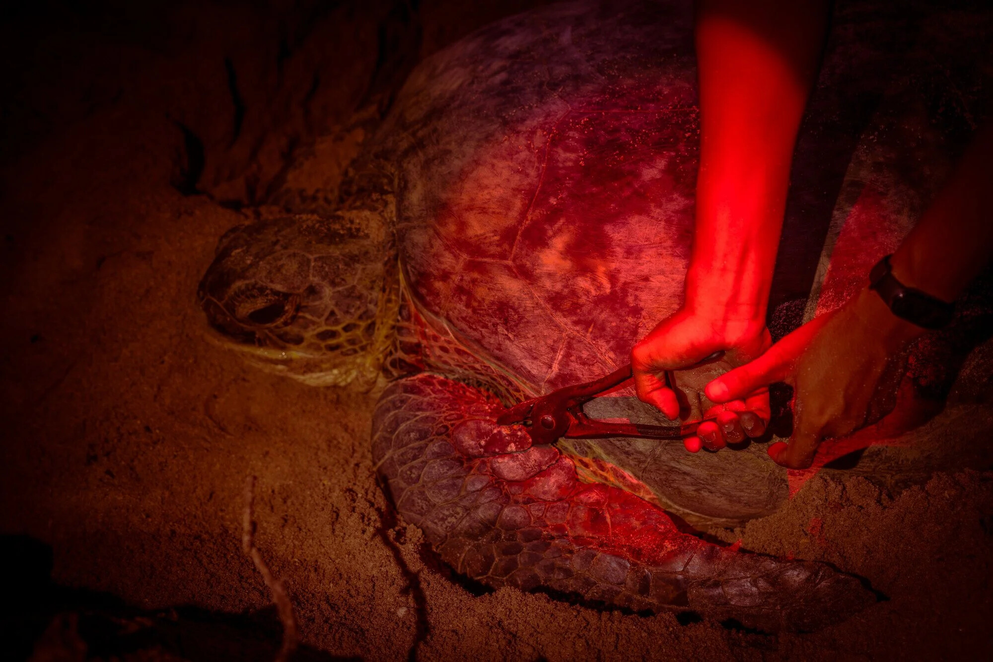 Malaysia, Selingan island, 2026-06-14. Eimir, a ranger at Selingan island, is banding a turtle who came on the each in o