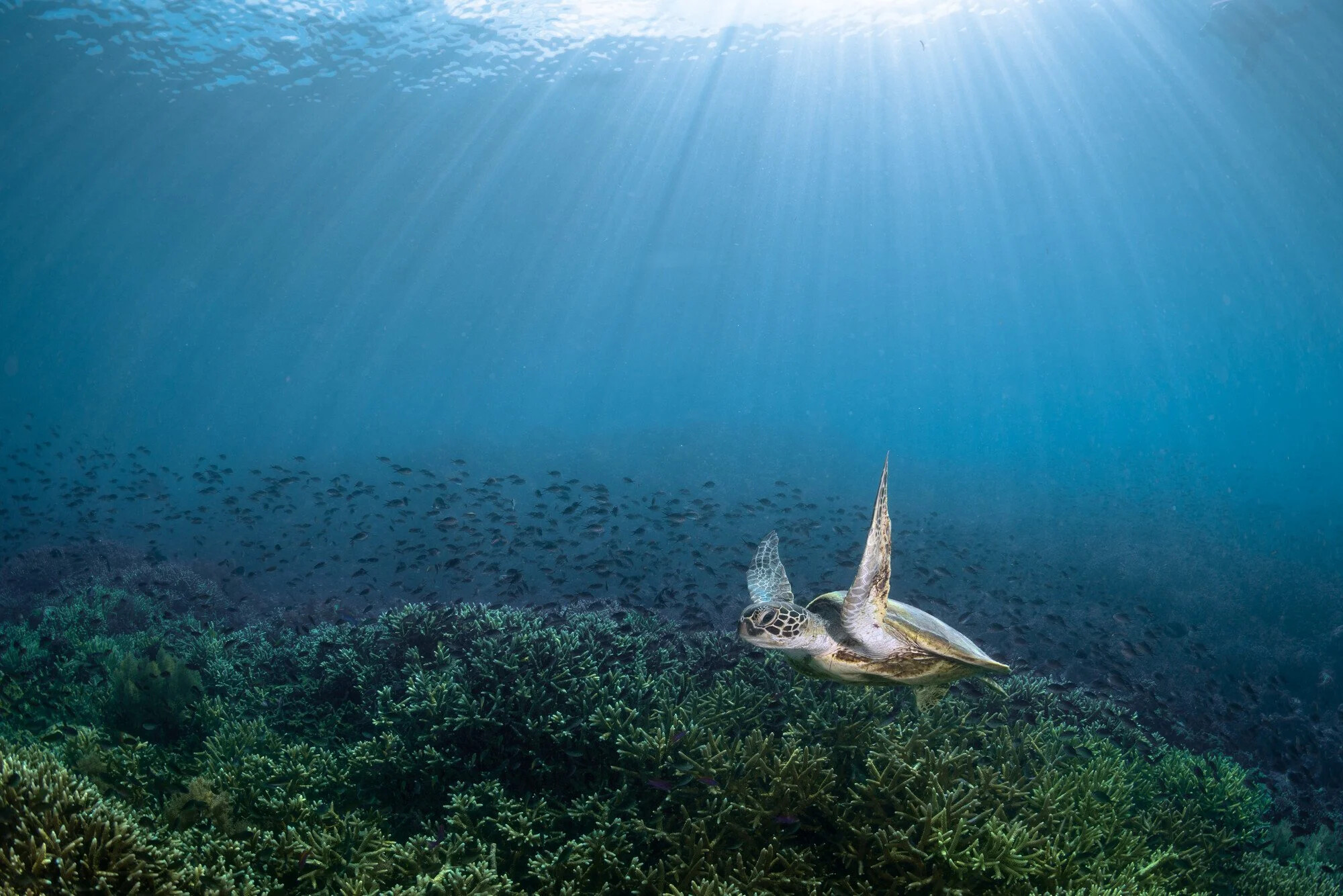 Malaysia, Mabul island, 2024-05-07. A green sea turtle underwater gracefully swimming over a bed of coral near Mabul Isl