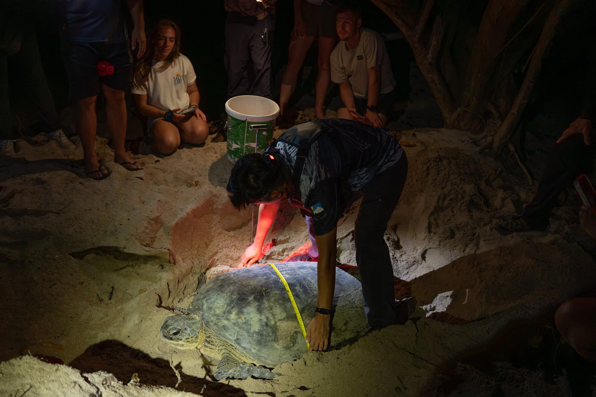 Malaysia, Selingan island, 2026-06-14. In front of a group of tourists, Eimir, a ranger at Selingan island, is measuring