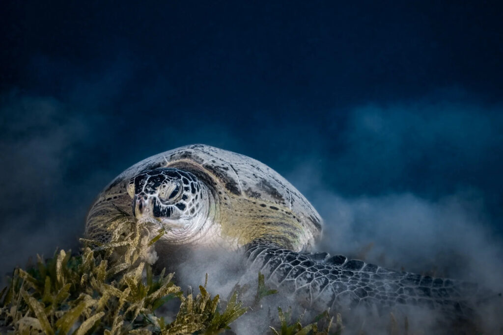 Le grand voyage des tortues vertes