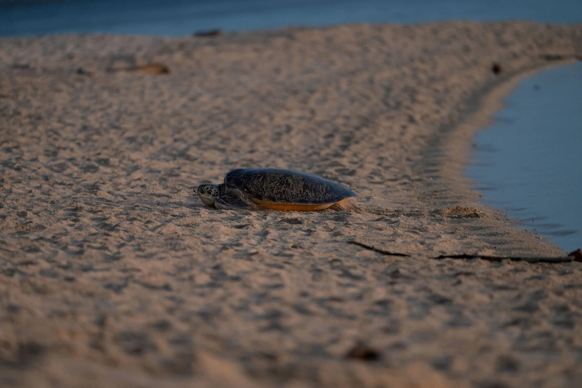 Malaysia, Selingan island, 2024-05-17. A green turtle coming ashore at dusk in order to nest on a beach of Selingan isla