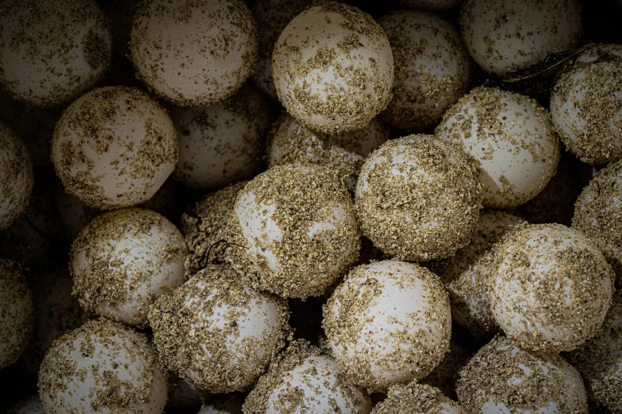 Malaysia, Selingan island, 2025-06-06. Green turtle eggs collected by rangers at Selingan island and about to be burried